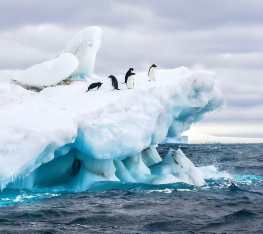 Adelie penguins on a floating iceberg in Antarctica.