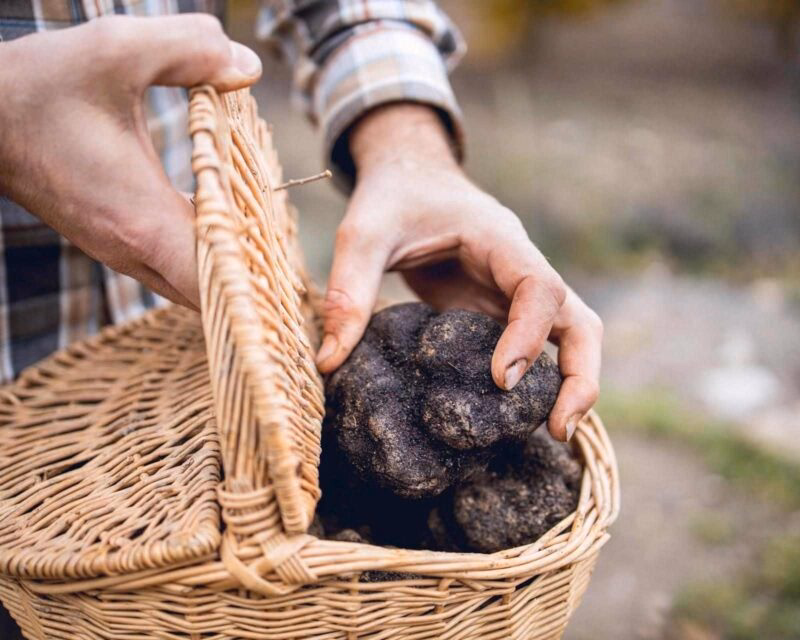 A man holding a basket full of freshly picked truffles