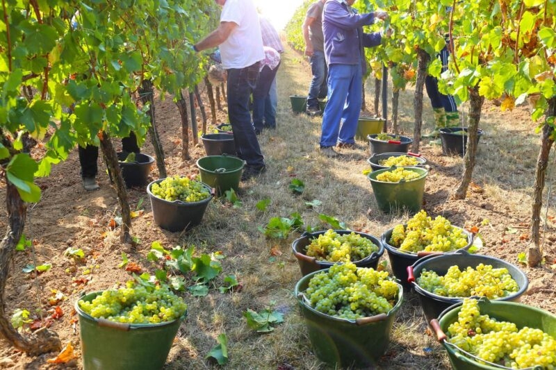Men harvesting grapes from vines in Tuscany