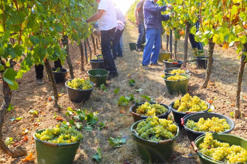 Men harvesting grapes from vines in Tuscany
