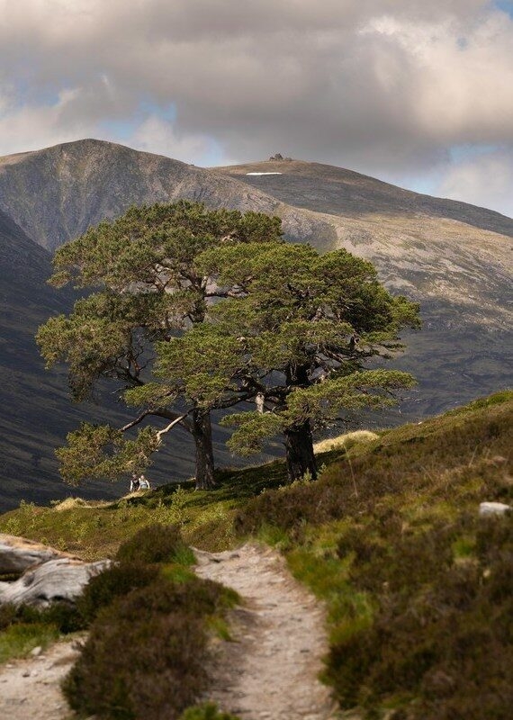 Walkers coming back from a Munro summit, Cairngorms National Park, Scotland