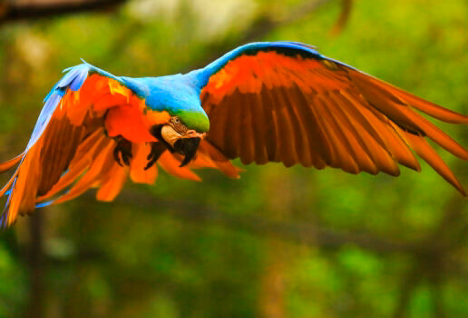 A Bengal tiger cools off in a river in Ranthambore tiger reserve, a Sri Lankan leopard keeps a lookout from a tree and a blue and yellow macaw flies through the Brazilian Amazon