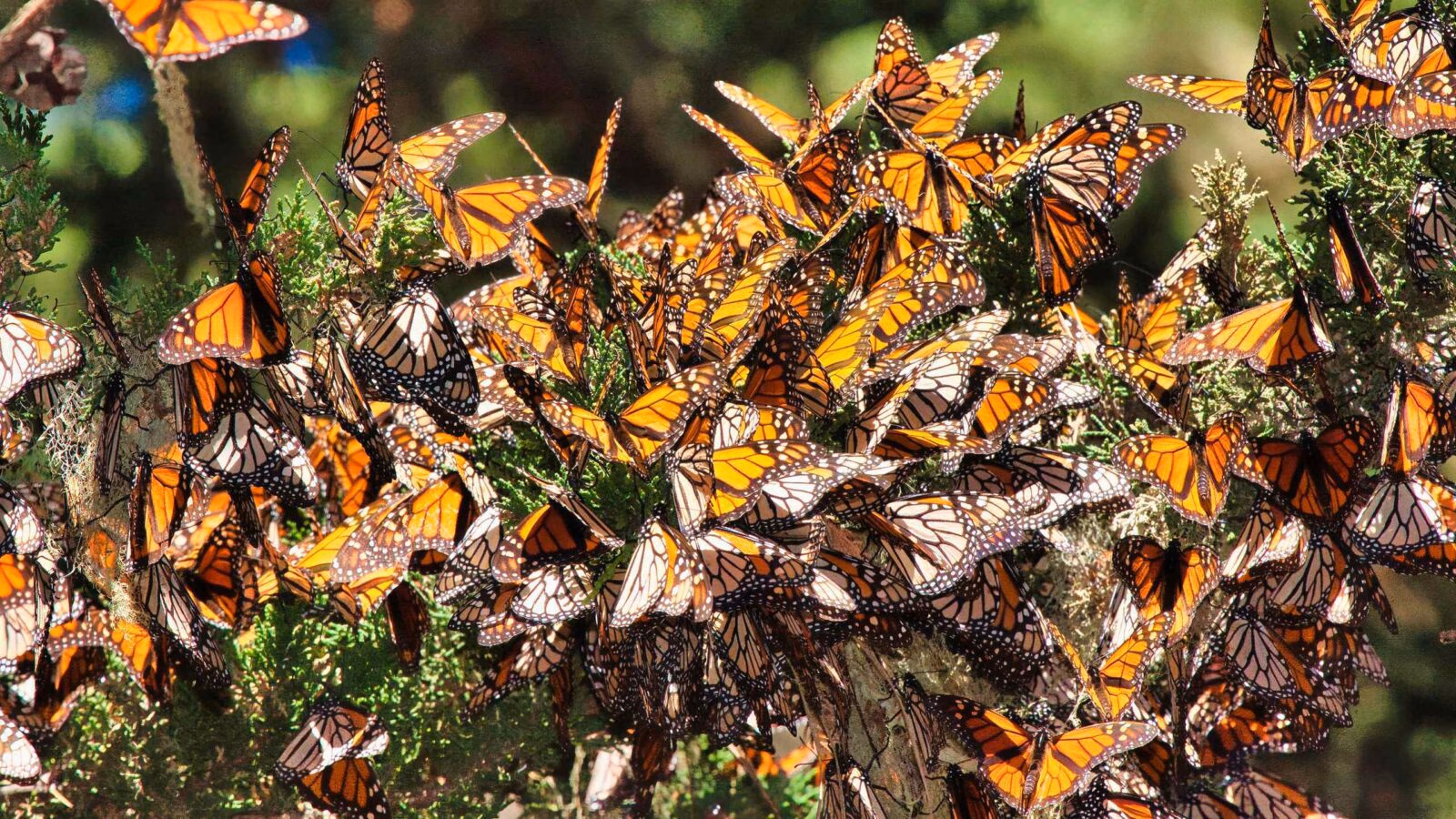 Close up view of Monarch butterflies in Mexico