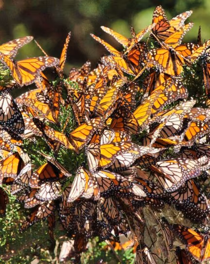 Extraordinary Wildlife Experiences Around the World