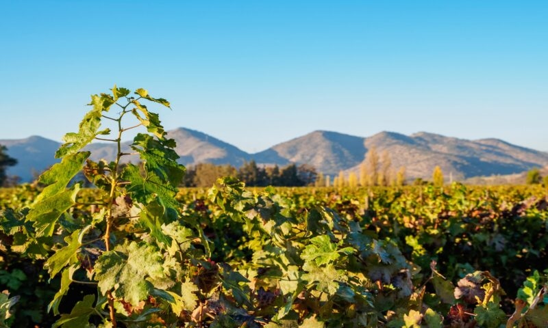 Close-up of green grapevine leaves in a field with mountains in the background under a blue sky.
