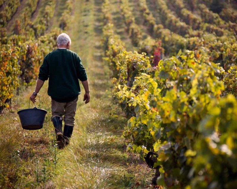 a farmer walking through a vineyard carrying a bucket