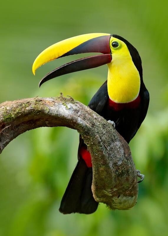 A colourful bird on a branch in Costa Rica
