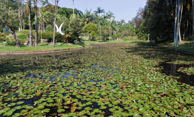 Waterlilies on a pond in a park in Brazil's Sao Paulo.