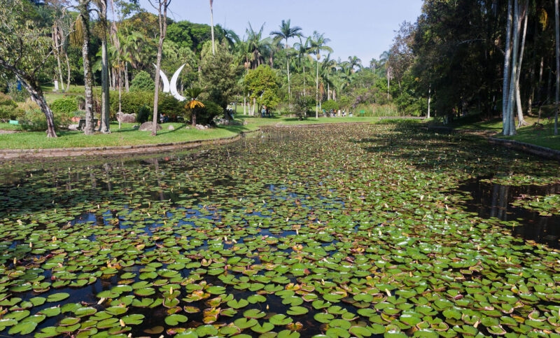 Waterlilies on a pond in a park in Brazil's Sao Paulo.