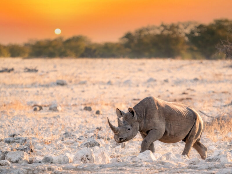 A black rhinoceros in a rocky desert landscape at sunset during Namibia and Botswana Luxury Safaris.