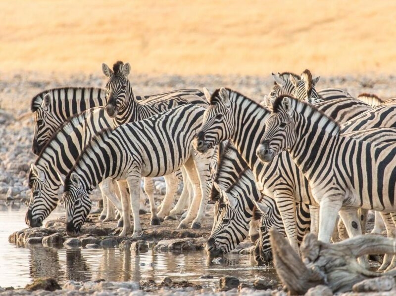 A herd of zebras gathered around a watering hole in Etosha National Park