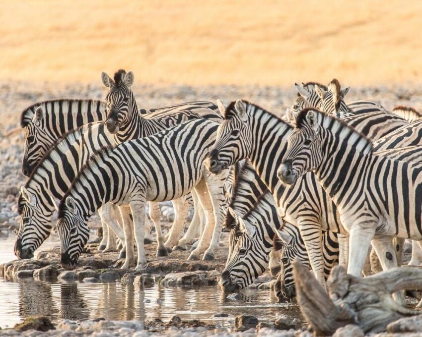 Zebras drinking at a waterhole in a rocky landscape during Namibia and Botswana Luxury Safaris.