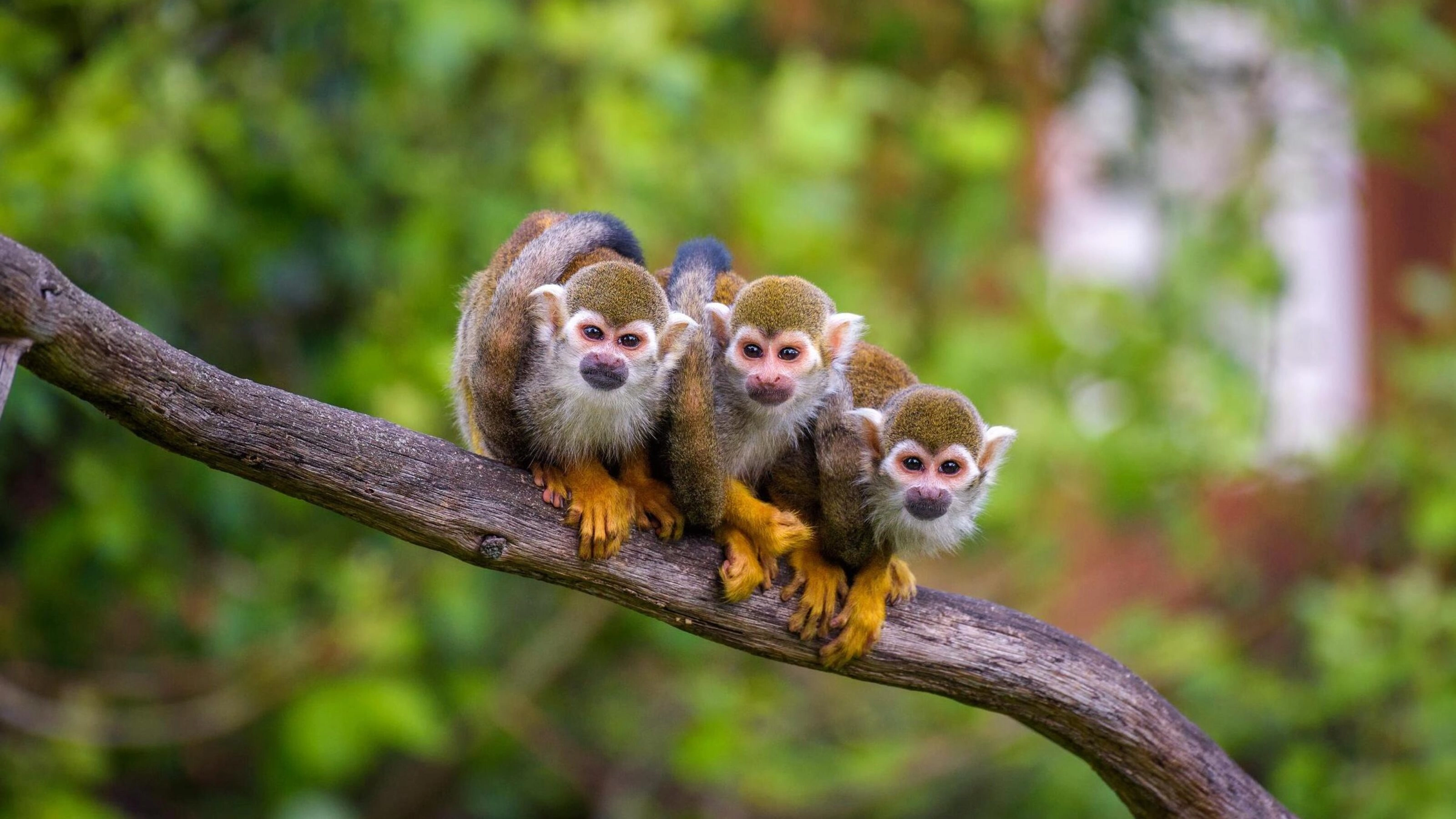 Three squirrel monkeys on a branch in the Amazon