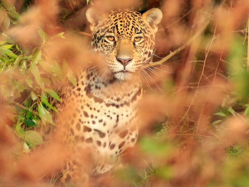 A juaguar photographed through foliage in the wetlands