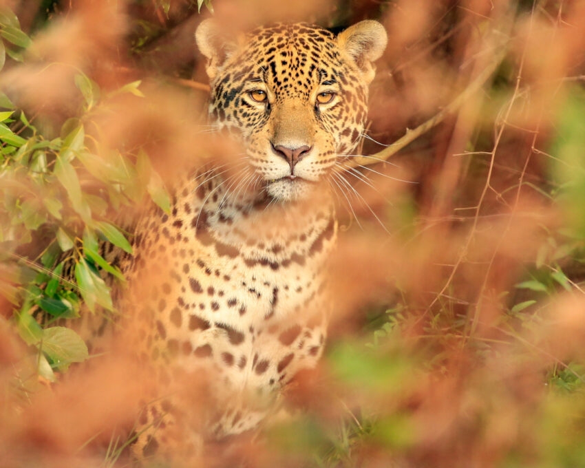 A juaguar photographed through foliage in the wetlands