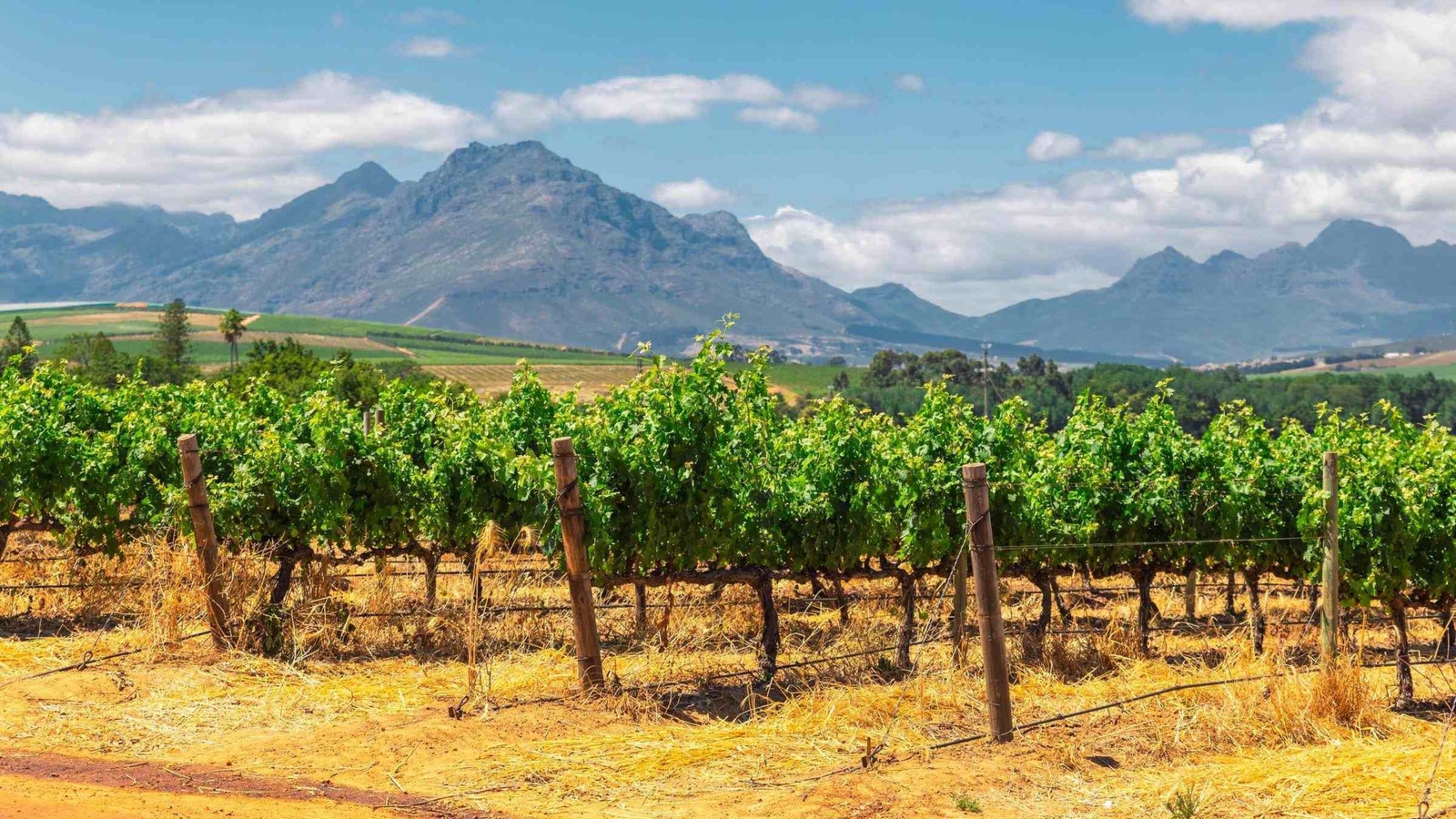 Vineyard and the mountains in Franschhoek town in South Africa.