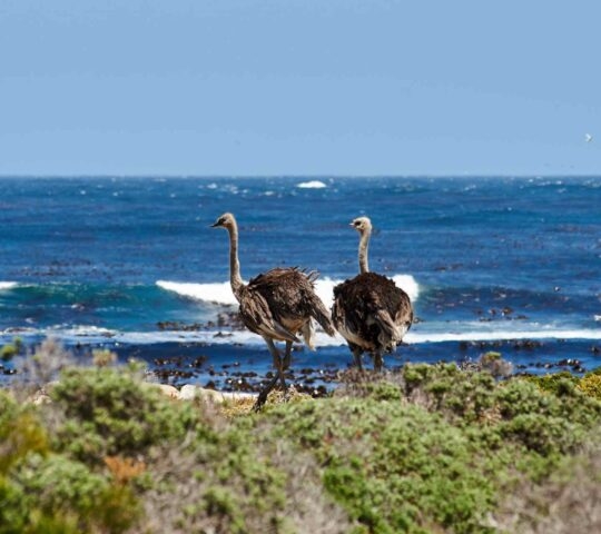 A pair of ostriches along the roadside at the Cape of Good Hope in South Africa.