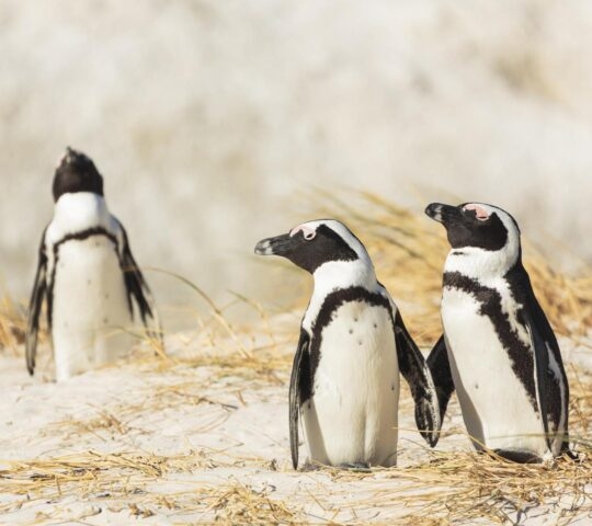 Three African penguins on a beach near Simon's Town in South Africa.