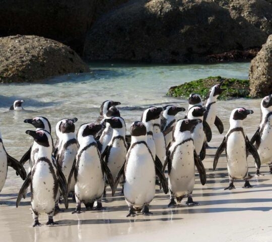 African penguins crowded together at Boulder's beach.