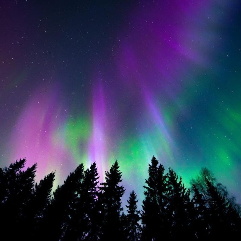 Green and purple northern lights with silhouettes of trees