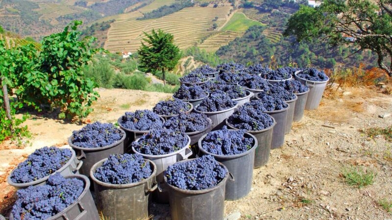 Buckets of grapes waiting to be turned into wine in the Douro Valley