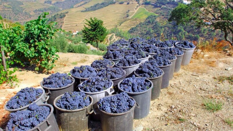 Buckets of grapes waiting to be turned into wine in the Douro Valley