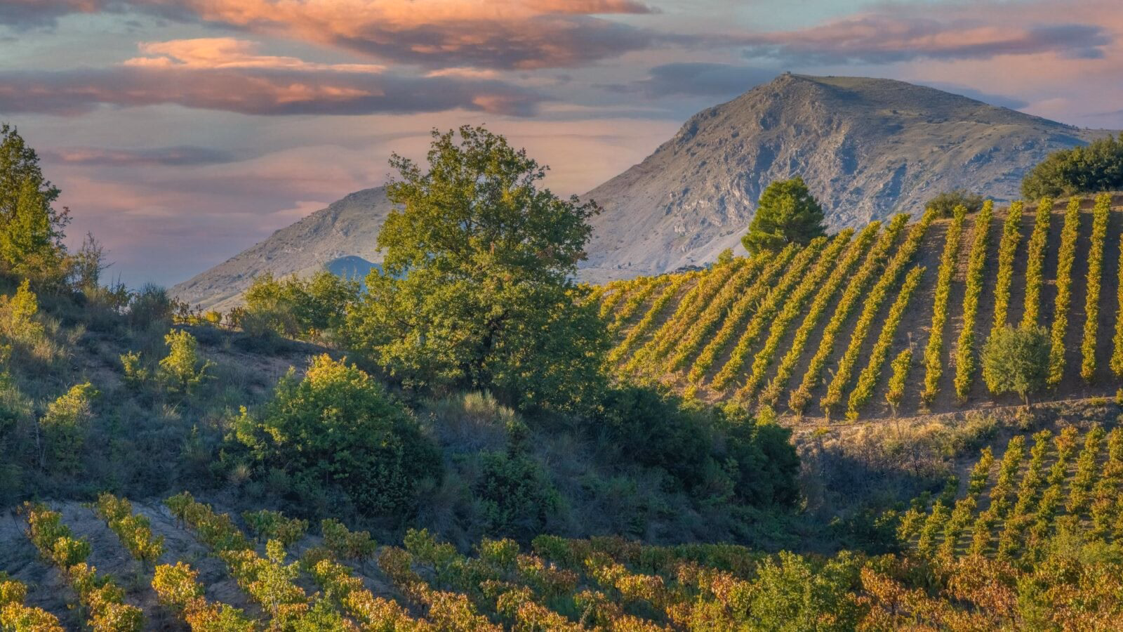 Rich vineyards of the inner valleys of the Peloponnese Pensinsula in Southern mainland Greece Malvasia.