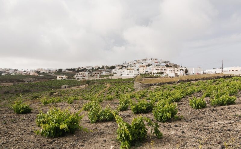 View of Pyrgos town with vineyard on the foreground, Santorini island, Greece.