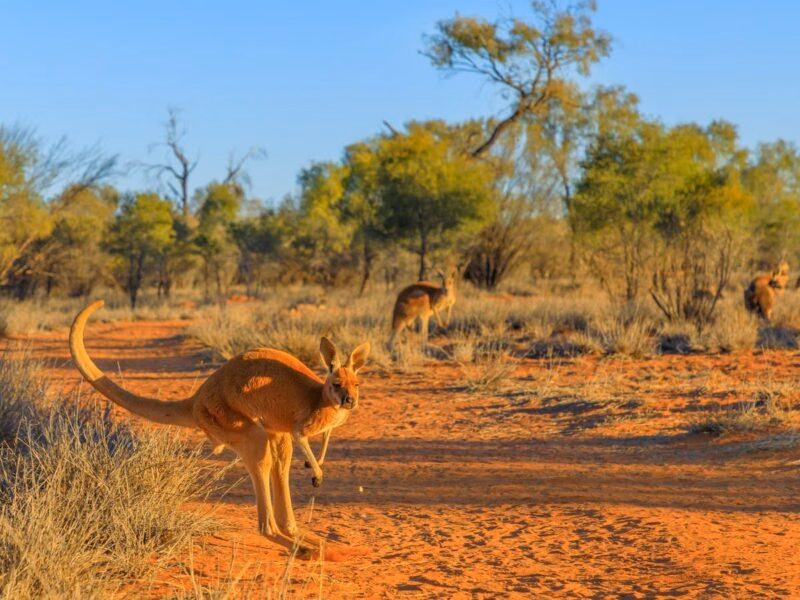 Red kangaroo jumping kangaroo, australia, kangaroo jumping, red kangaroo, jump, run, race, wildlife, jumping, outback, australian mammals, wallaby, northern territory, marsupial, sanctuary, red center, australian outback, central australia, sunset, australia outback, australian, desert, red centre, nature, macropus rufus, sightseeing, bush, grasland, park, landscape, vegetation, grass, animal, red sand, mammal, cute, wilderness, dry season, outback landscape, natural, adult, australian animals, scenic, outdoors, species, wild, environment, reserve Red kangaroo, Macropus rufus, jumping over red sand of outback central Australia in the wilderness. Australian Marsupial in Northern Territory, Red Centre. Desert landscape at sunset.