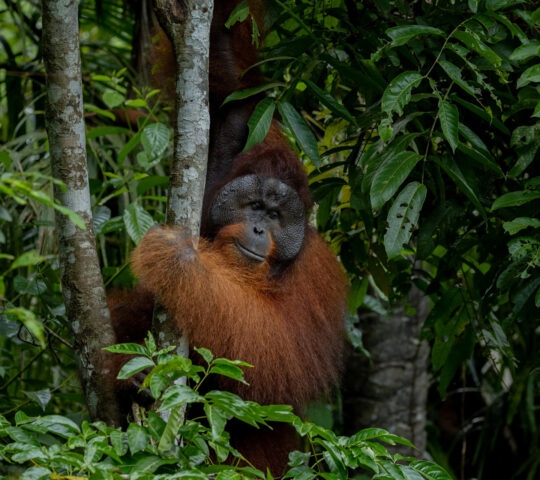 A large orangutan with reddish fur peeking through dense green jungle foliage and holding onto a tree trunk.