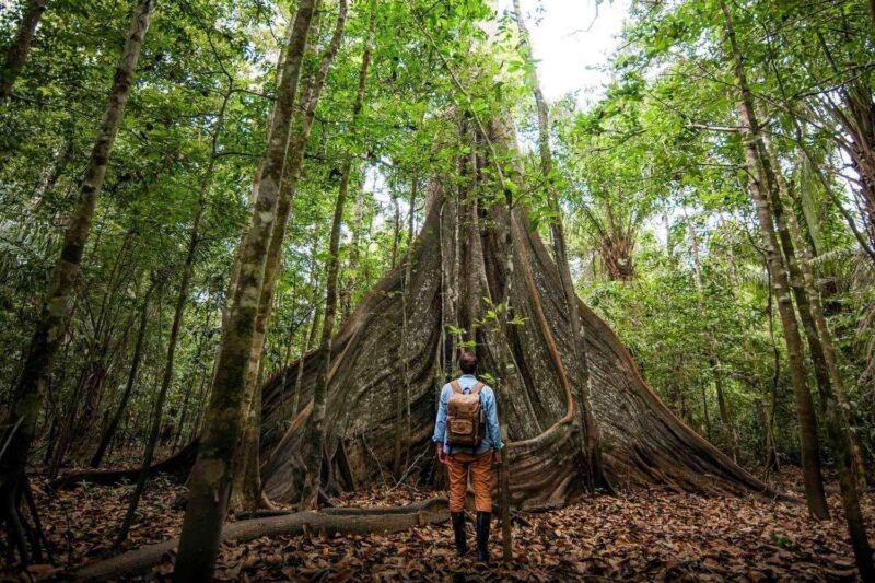 Admiring the immense rainforest canopy Amazon Brasil