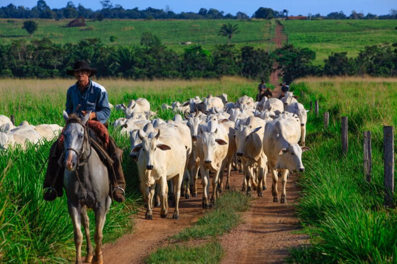 Horse-riding rancher on a farm in Para State, Amazon Brazil
