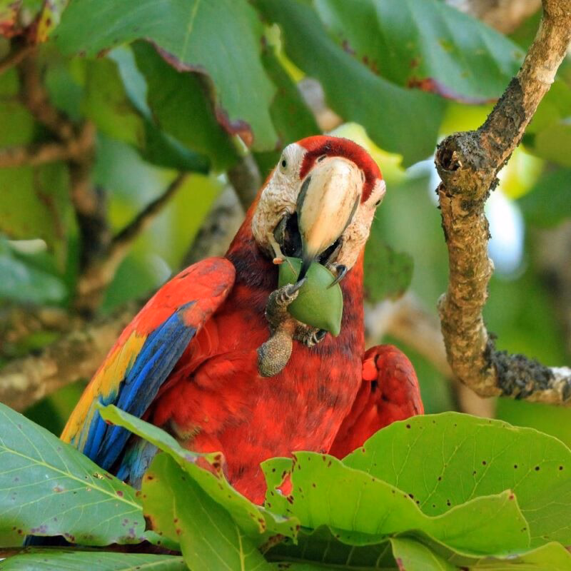 Scarlet Macaw in Costa Rica