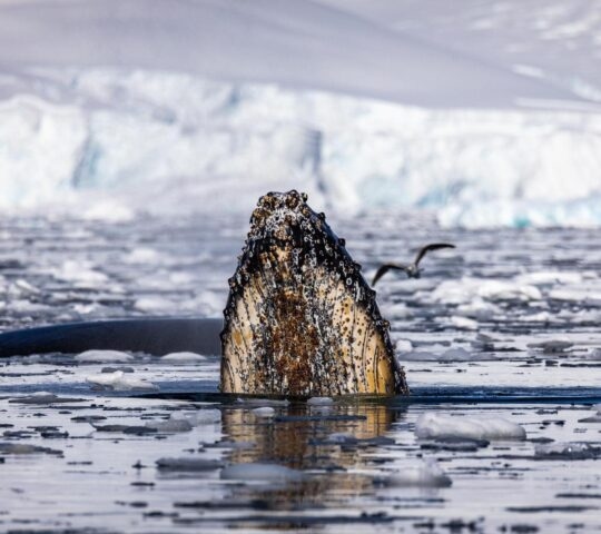 Whale breaching in Antarctica.