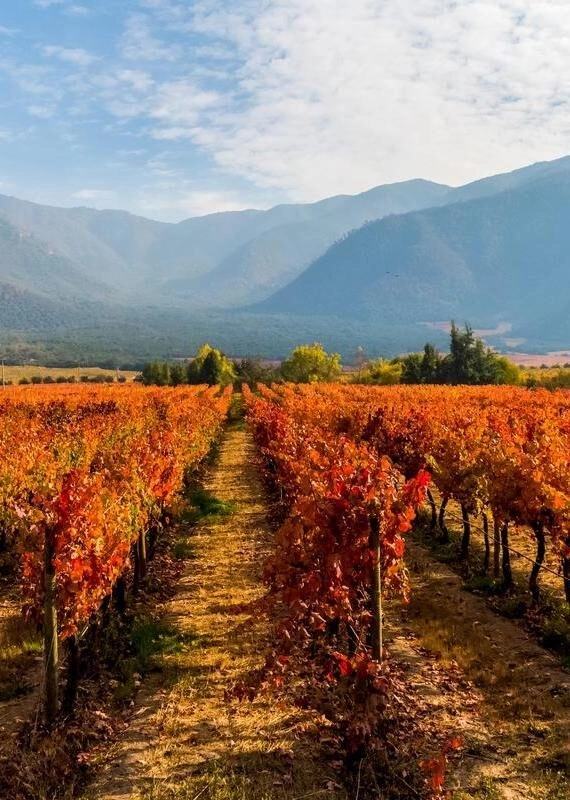 Vineyards and wineries in Chile - Valle Central Santiago district. Vineyards and wine fields in Chile - Valle Central Santiago district vineyard, winery, vine, chile, wine, nature, landscape, grape, agriculture, summer, sky, tourism, valley, leaf, country, green, white, plant, farm, growth, viticulture, harvest, grapevine, south, america, field, vineyards, background, rural, view Vineyards and wine fields in Chile - Valle Central Santiago district