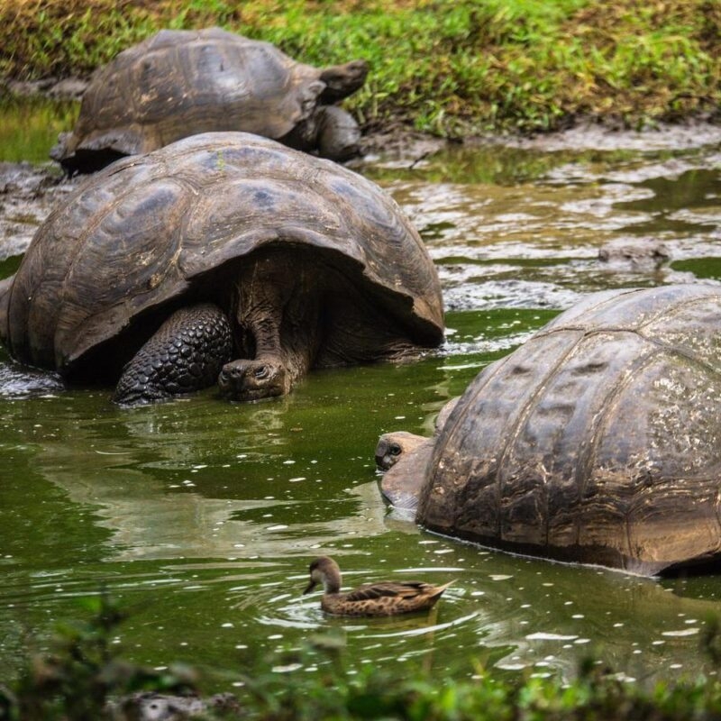 Ecuador Galapagos Giant Tortoise