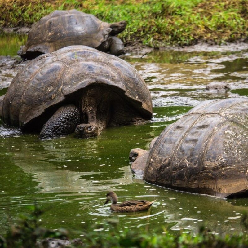 Ecuador Galapagos Giant Tortoise