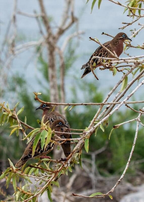 Ecuador Galapagos birdwatching
