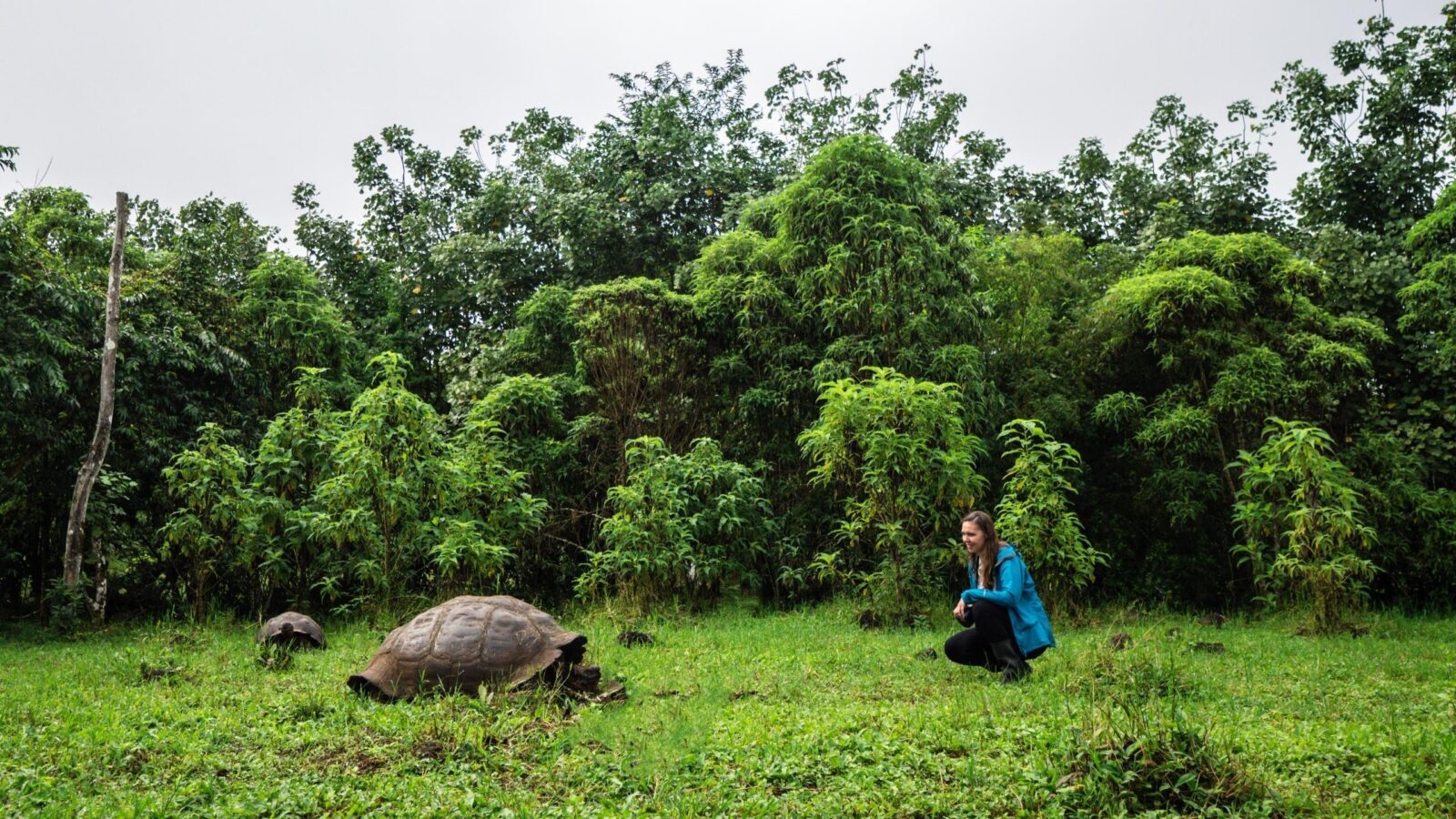 Ecuador Galapagos Giant Tortoise experience