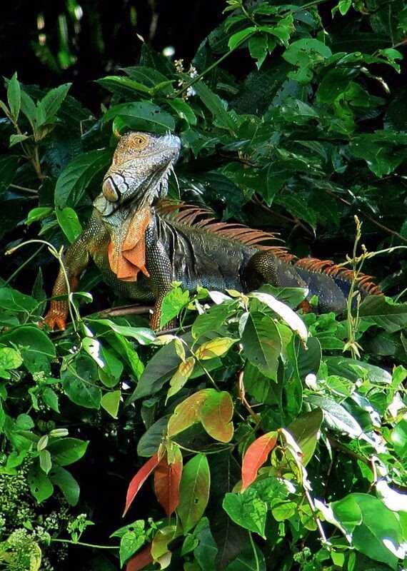 Wildlife in Tortuguero Costa Rica
