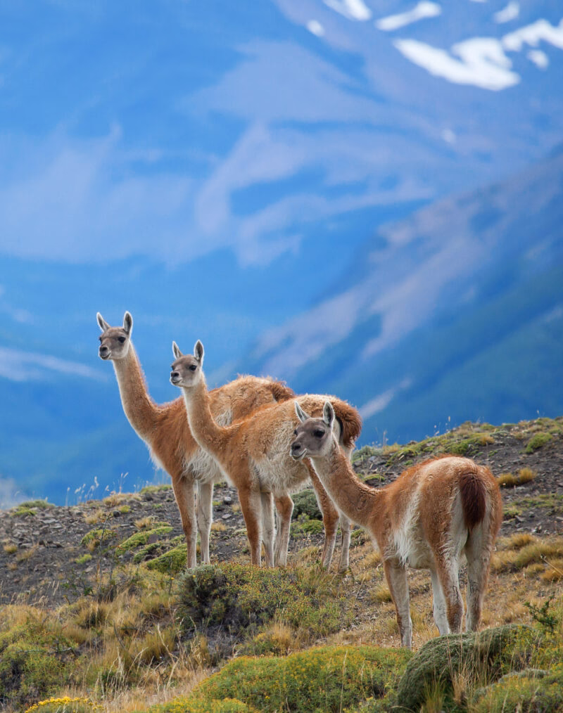 Three guanacoes in Torres del Paine national park taken on a luxury Patagonia trip