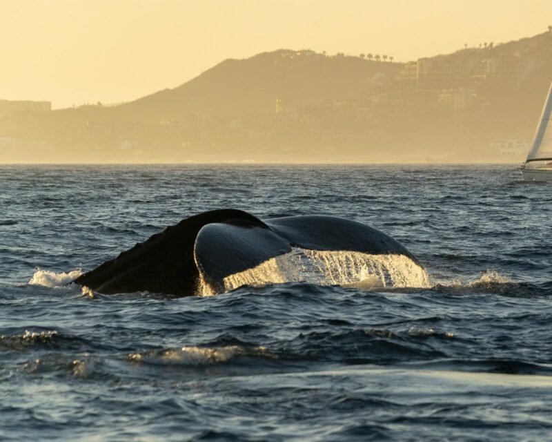 Humpback whale tail seen above the water in Los Cabos, Mexico