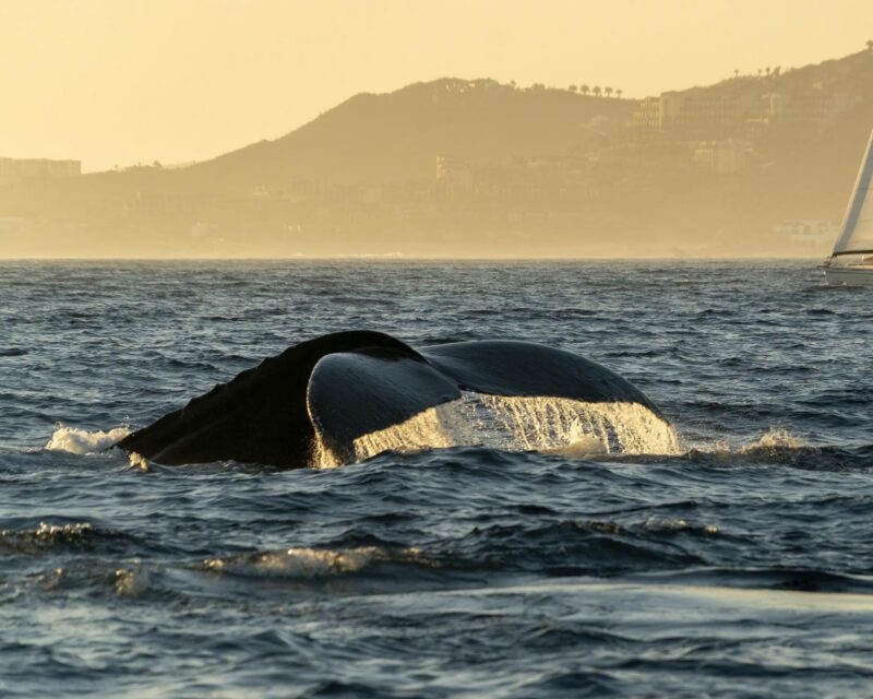 Humpback whale tail seen above the water in Los Cabos, Mexico
