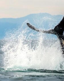 Wine, Whales and Wonders of Mexico