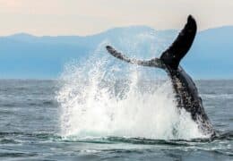 Wine, Whales and Wonders of Mexico