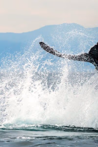 Wine, Whales and Wonders of Mexico