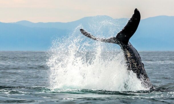 Wine, Whales and Wonders of Mexico