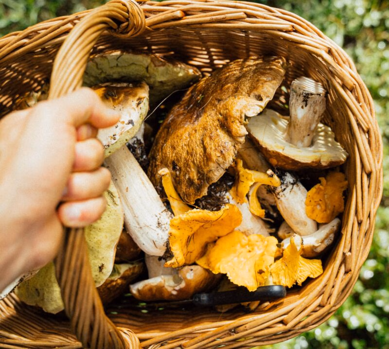 A hand holding a wicker basket filled with various wild mushrooms like porcini and chanterelles in a forest setting.