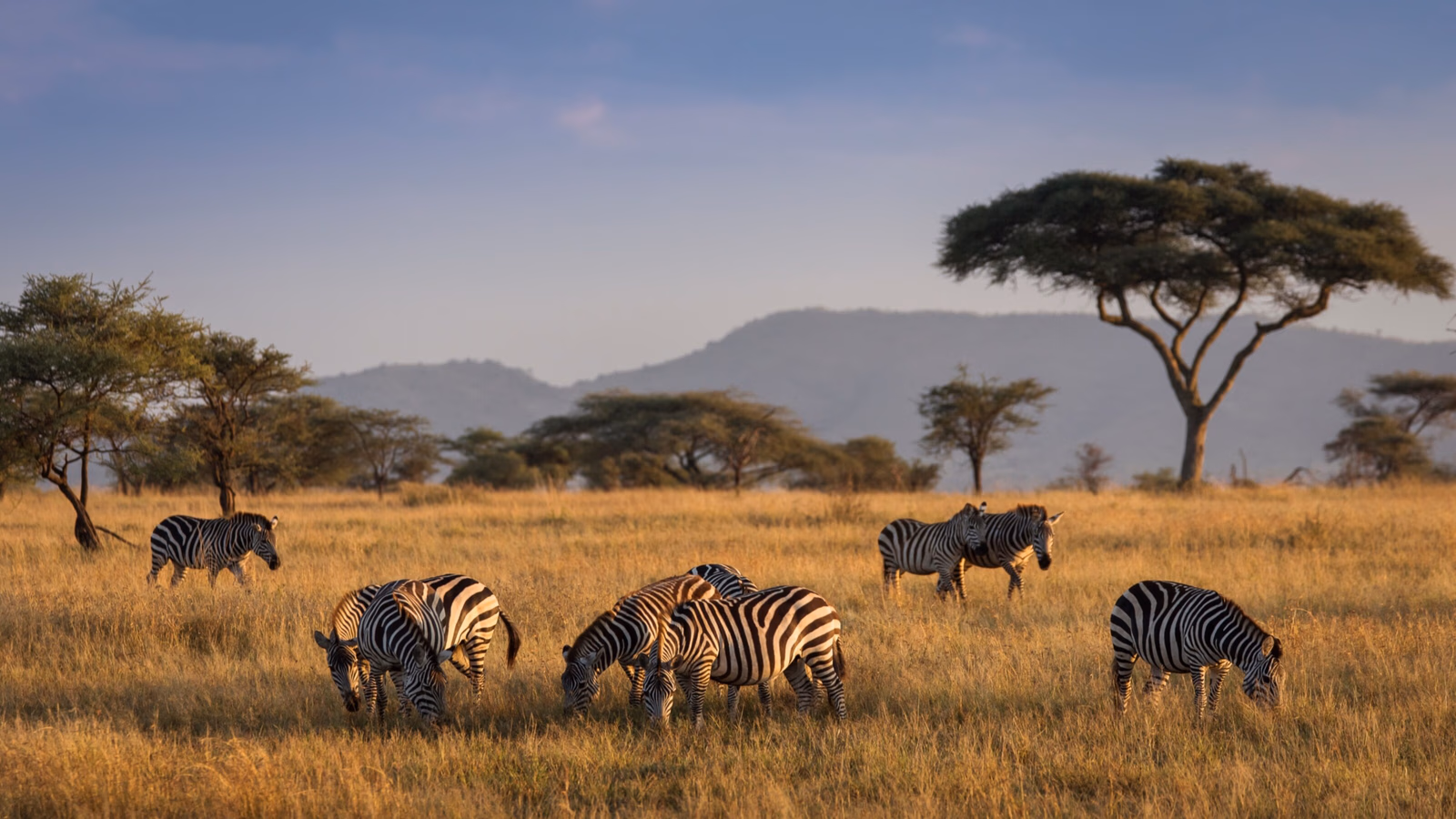 African zebras grazing on a savannah landscape with trees in the background