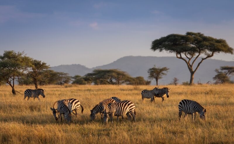 African zebras grazing on a savannah landscape with trees in the background